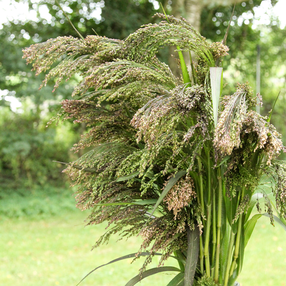 Bluehende Pflanze Rutenhirse -  Panicum violaceum 'Green Drops' aus der Gartenzauber-Saatgutserie