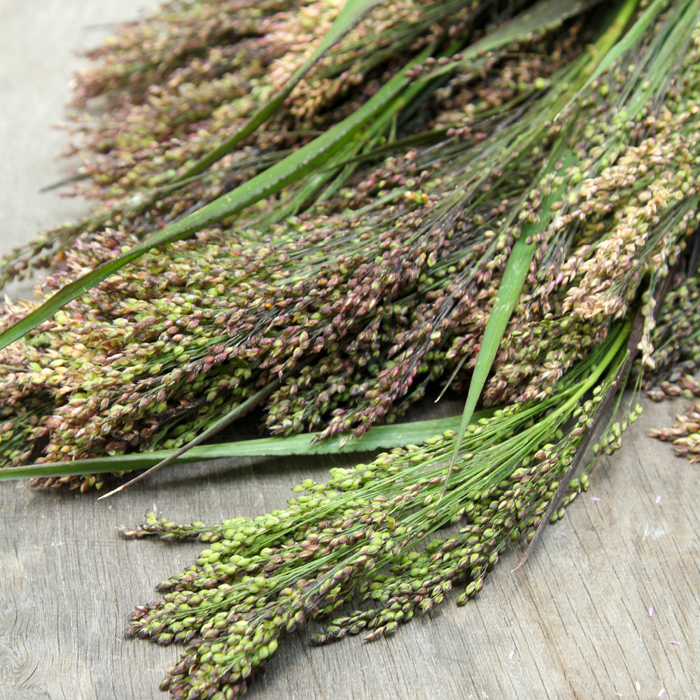 Bluehende Pflanze Rutenhirse -  Panicum violaceum 'Green Drops' aus der Gartenzauber-Saatgutserie