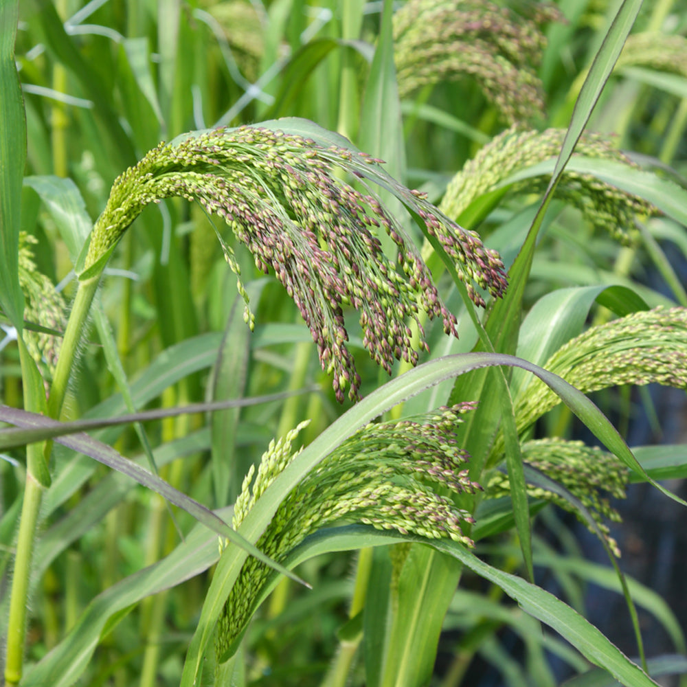 Bluehende Pflanze Rutenhirse -  Panicum violaceum 'Green Drops' aus der Gartenzauber-Saatgutserie