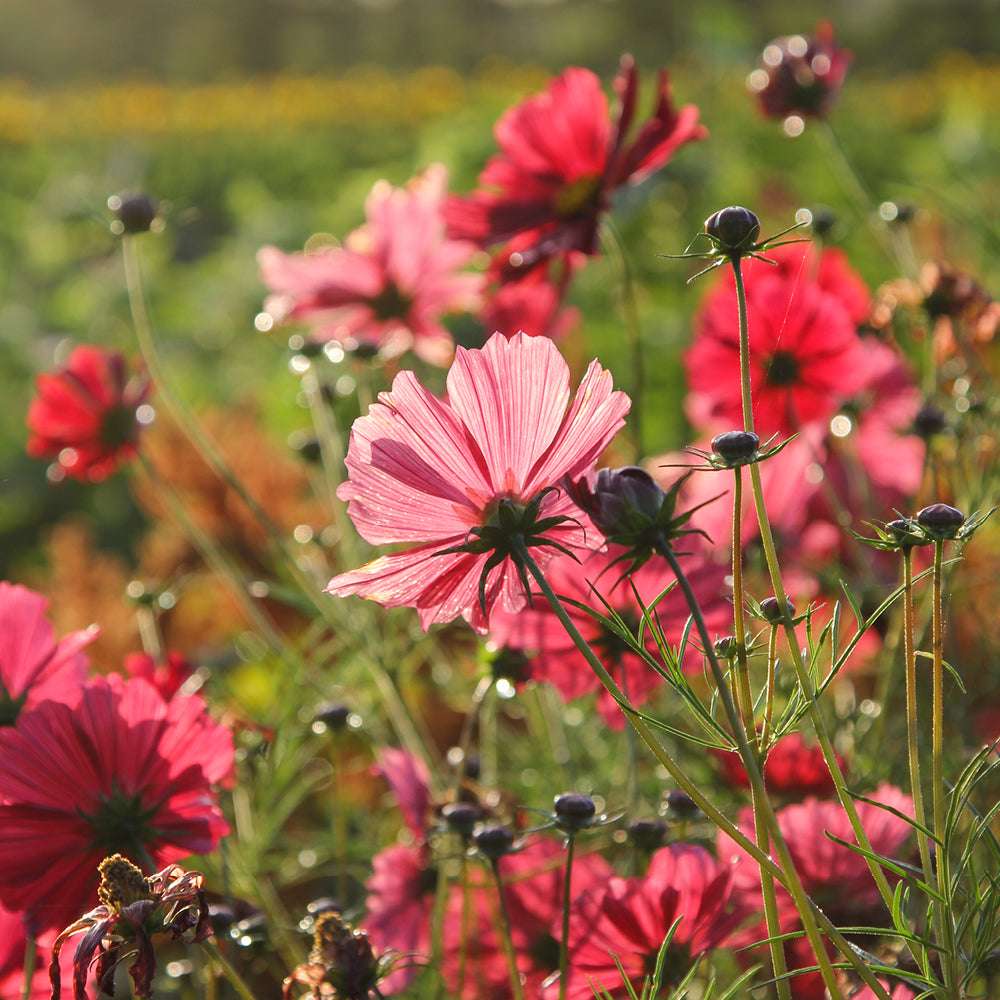 Bluehende Pflanze Schmuckkoerbchen - Cosmos bipinnatus `Rubenza` aus der Gartenzauber-Saatgutserie