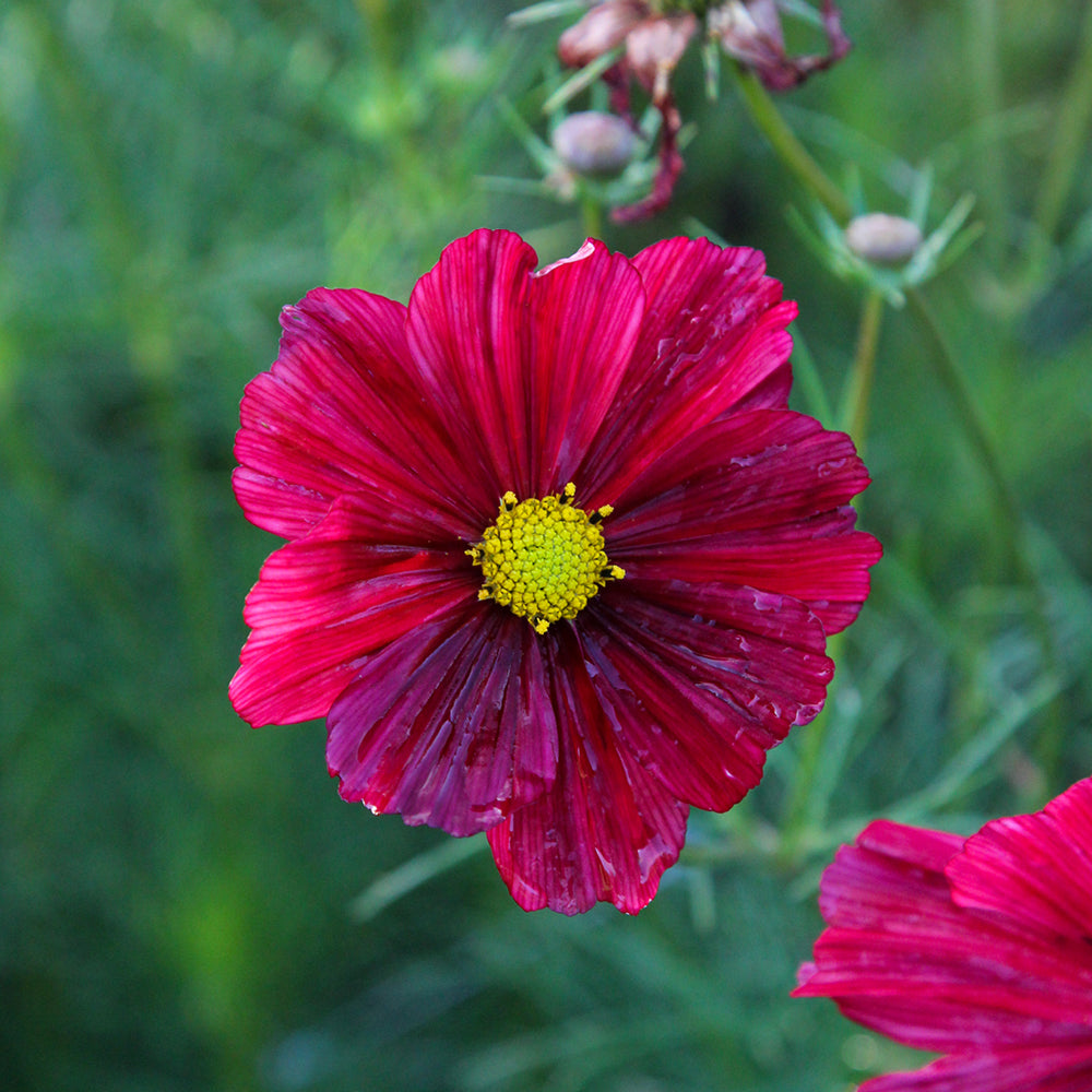 Bluehende Pflanze Schmuckkoerbchen - Cosmos bipinnatus `Rubenza` aus der Gartenzauber-Saatgutserie