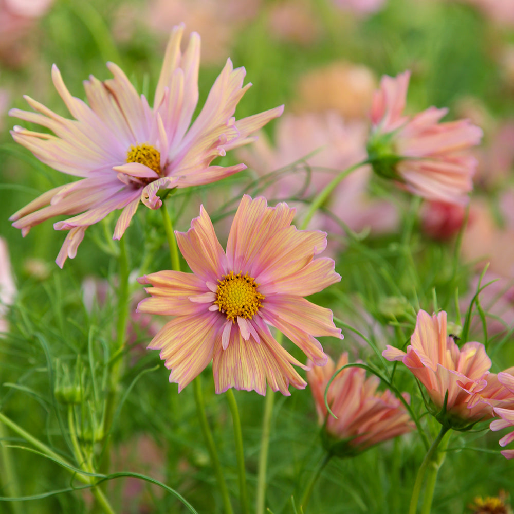 Bluehende Pflanze Schmuckkoerbchen - Cosmos bipinnatus `Apricotta` aus der Gartenzauber-Saatgutserie