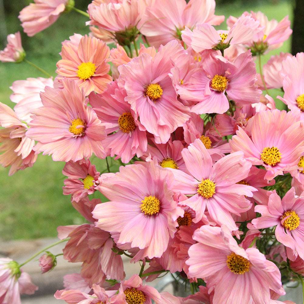 Bluehende Pflanze Schmuckkoerbchen - Cosmos bipinnatus `Apricotta` aus der Gartenzauber-Saatgutserie