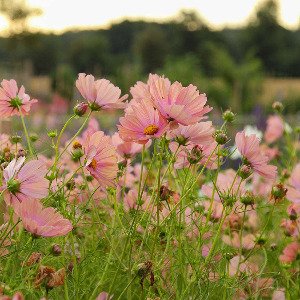 Bluehende Pflanze Schmuckkoerbchen - Cosmos bipinnatus `Apricotta` aus der Gartenzauber-Saatgutserie