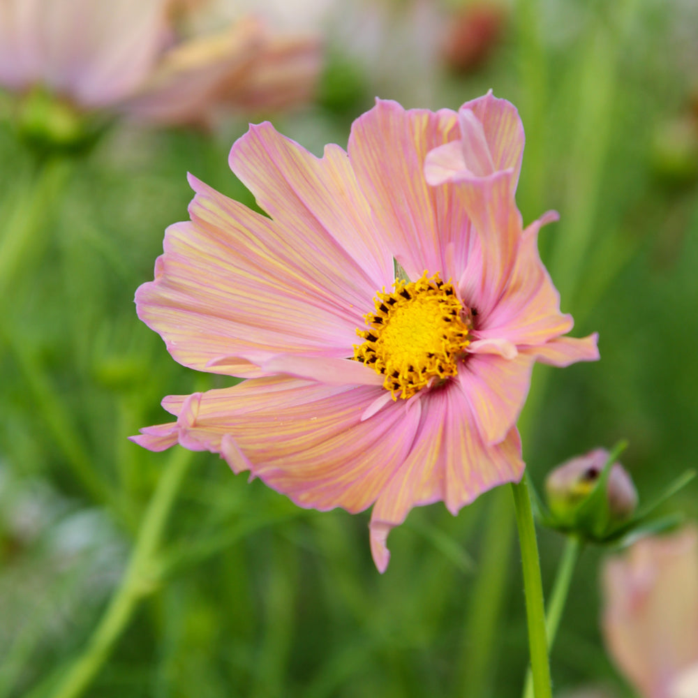 Bluehende Pflanze Schmuckkoerbchen - Cosmos bipinnatus `Apricotta` aus der Gartenzauber-Saatgutserie