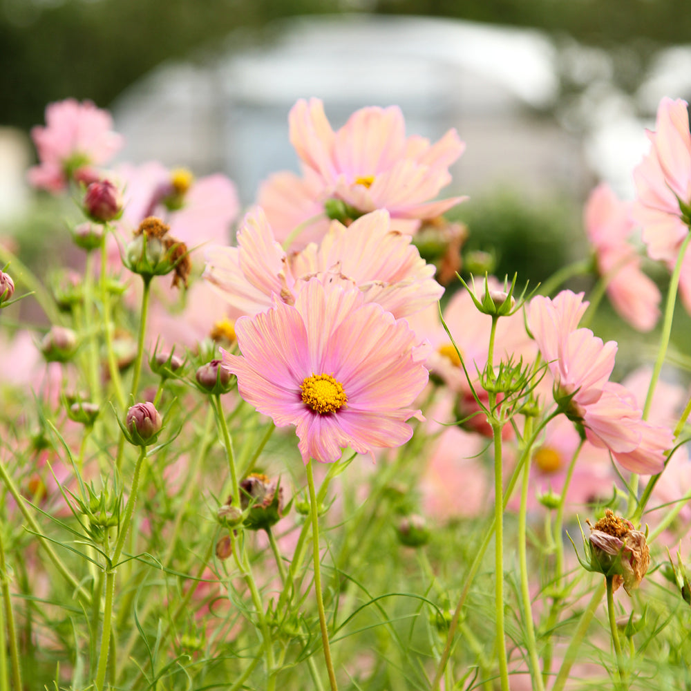 Bluehende Pflanze Schmuckkoerbchen - Cosmos bipinnatus `Apricotta` aus der Gartenzauber-Saatgutserie