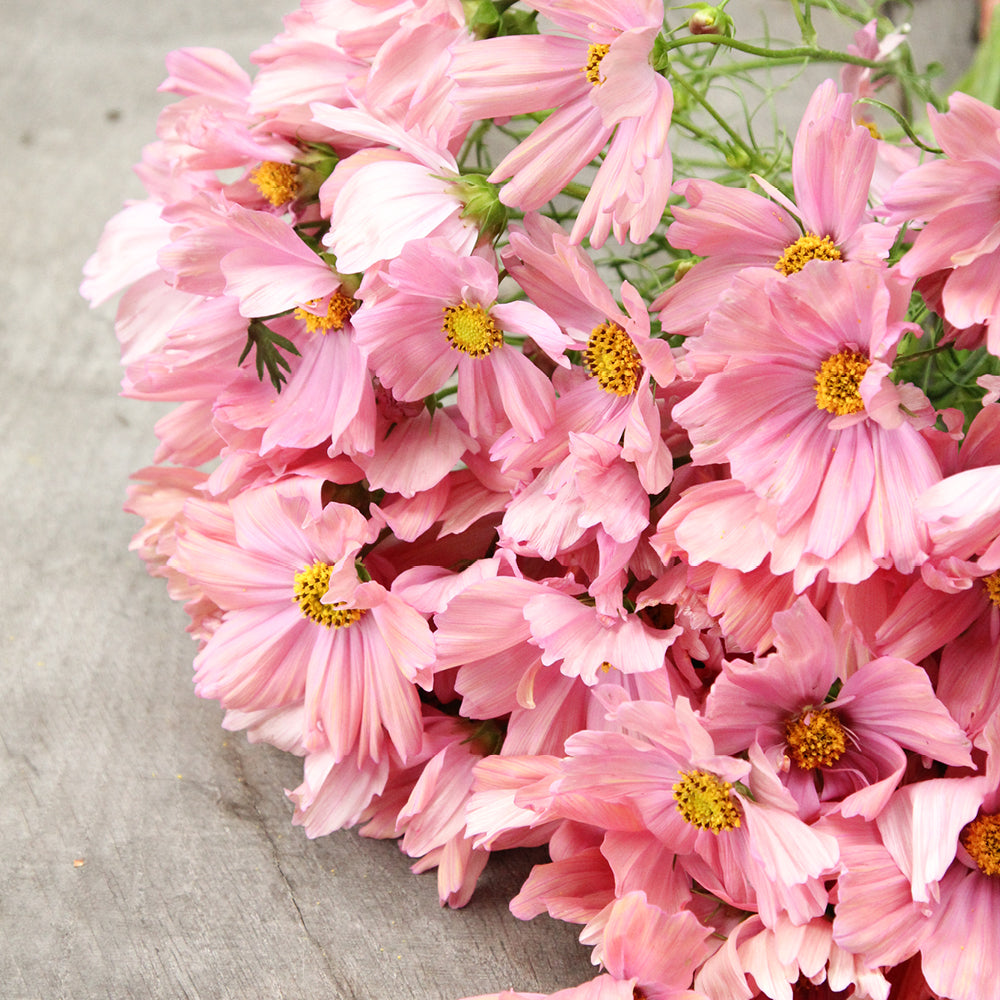 Bluehende Pflanze Schmuckkoerbchen - Cosmos bipinnatus `Apricotta` aus der Gartenzauber-Saatgutserie