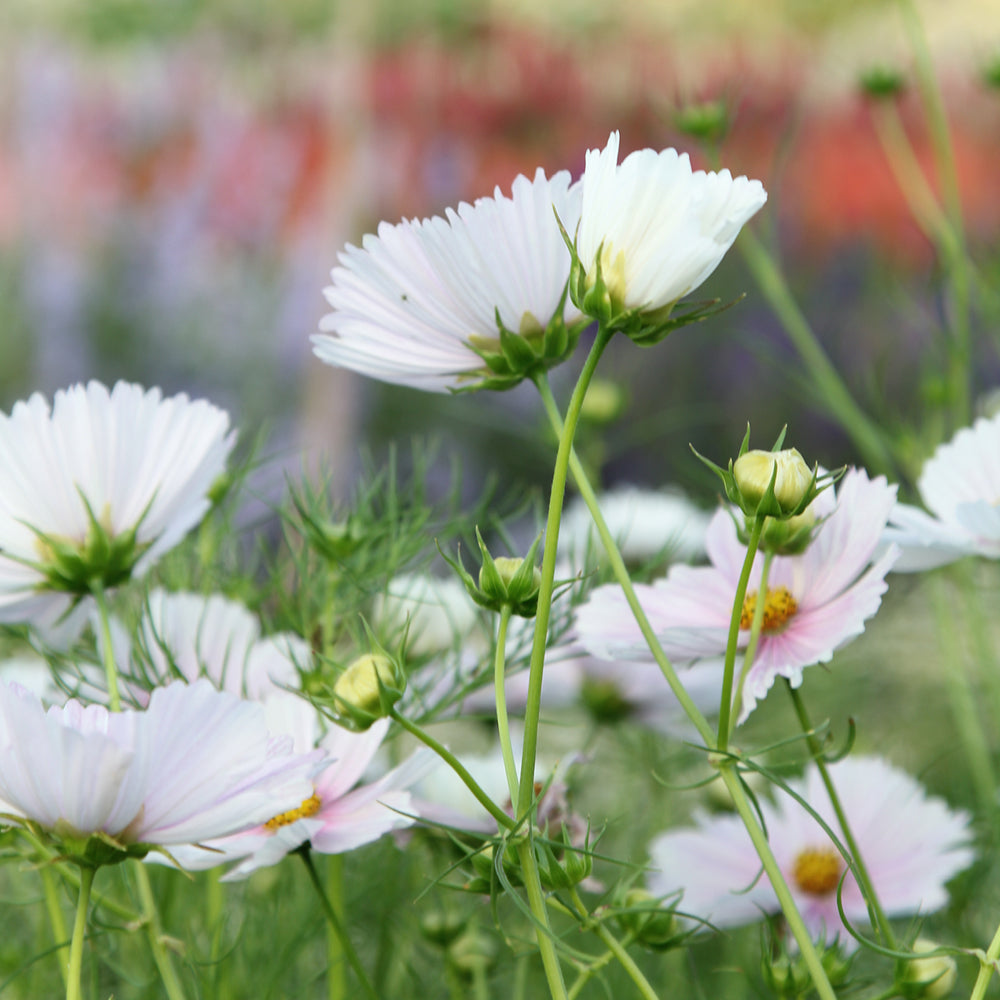 Bluehende Pflanze Schmuckkoerbchen - Cosmos bipinnatus `Cupcakes Blush`aus der Gartenzauber-Saatgutserie