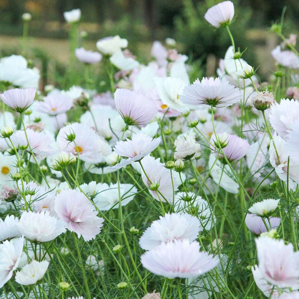 Bluehende Pflanze Schmuckkoerbchen - Cosmos bipinnatus `Cupcakes Blush`aus der Gartenzauber-Saatgutserie