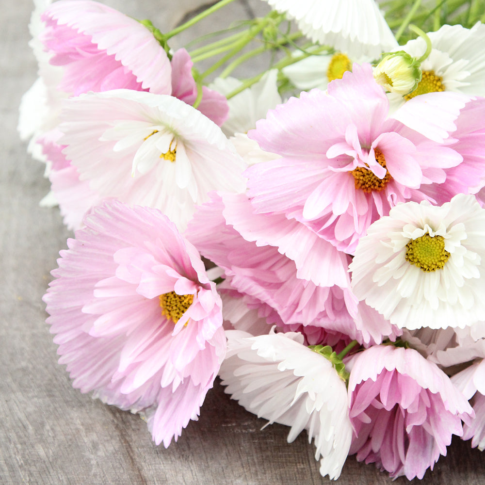 Bluehende Pflanze Schmuckkoerbchen - Cosmos bipinnatus `Cupcakes Blush`aus der Gartenzauber-Saatgutserie