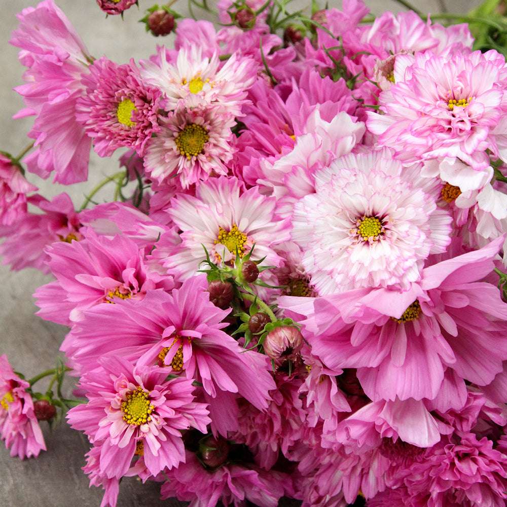 Bluehende Pflanze Schmuckkoerbchen - Cosmos bipinnatus `Double Click Bicolor Pink` aus der Gartenzauber-Saatgutserie