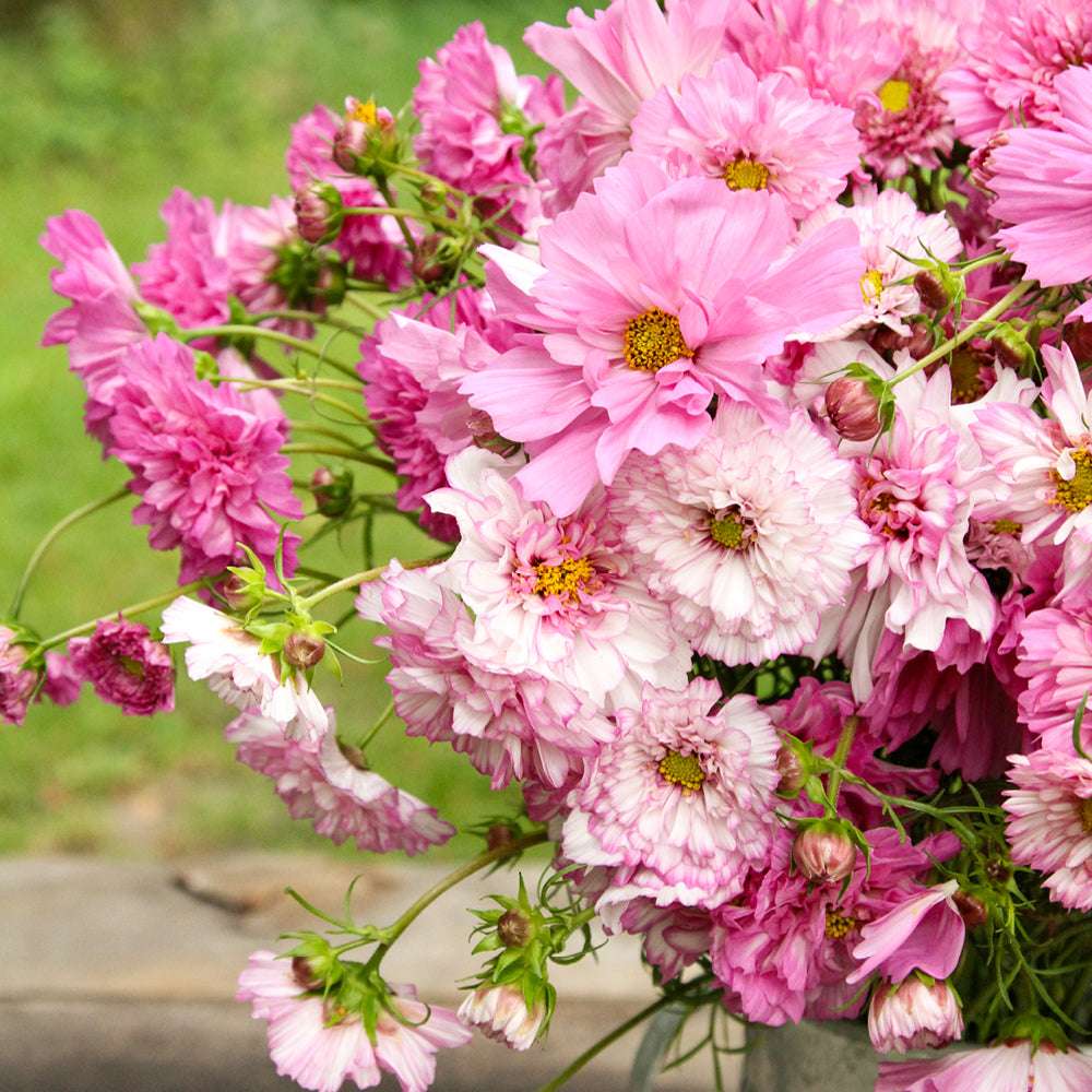 Bluehende Pflanze Schmuckkoerbchen - Cosmos bipinnatus `Double Click Bicolor Pink` aus der Gartenzauber-Saatgutserie als Strauß in einem Zinkeimer