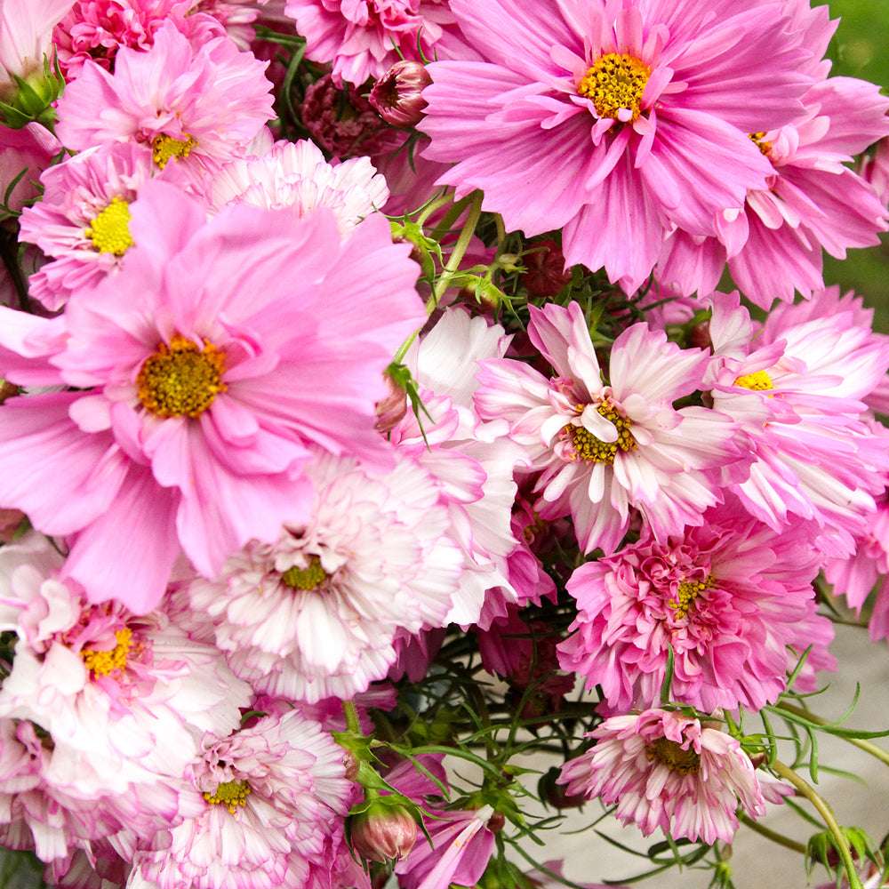 Bluehende Pflanze Schmuckkoerbchen - Cosmos bipinnatus `Double Click Bicolor Pink` aus der Gartenzauber-Saatgutserie