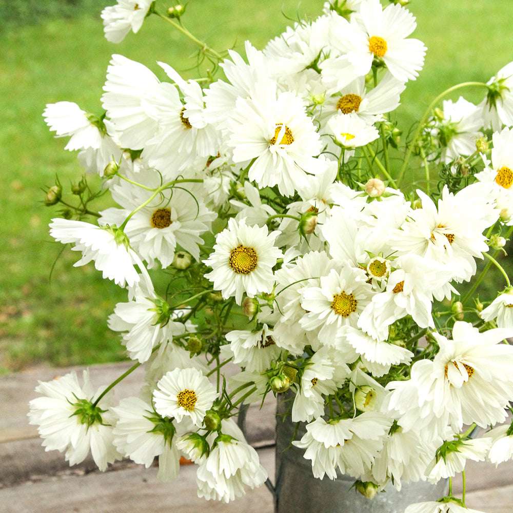 Bluehende Pflanze Schmuckkoerbchen - Cosmos bipinnatus `Fizzy White` aus der Gartenzauber-Saatgutserie als Strauß in einer Zinkvase