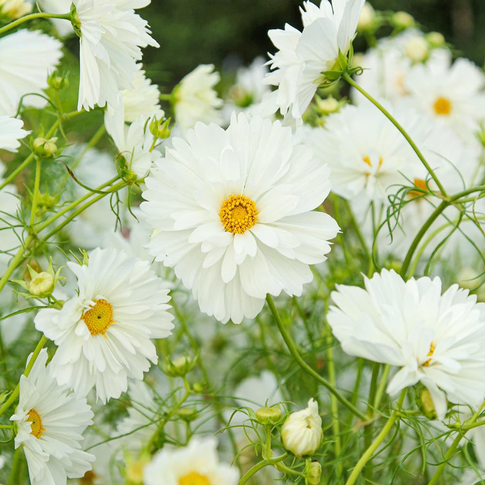 Bluehende Pflanze Schmuckkoerbchen - Cosmos bipinnatus `Fizzy White` aus der Gartenzauber-Saatgutserie