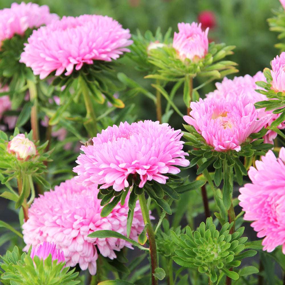 Bluehende Pflanze Borretsch - Borago officinalis ‘Bianca‘ aus der Gartenzauber-Saatgutserie
