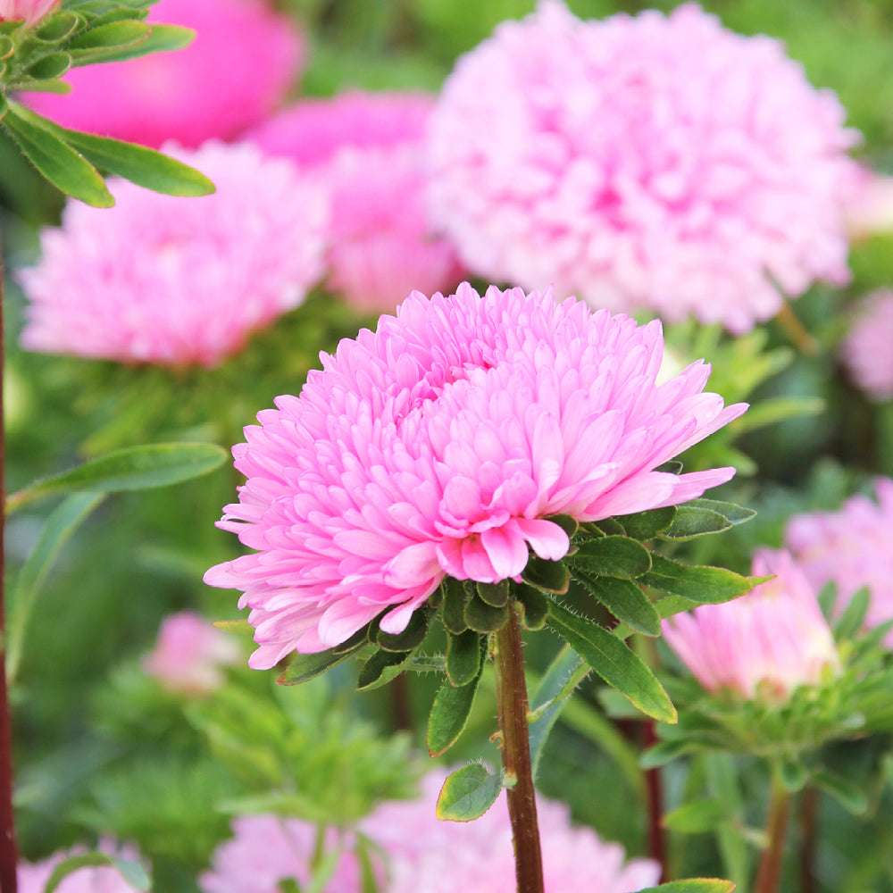 Bluehende Pflanze Borretsch - Borago officinalis ‘Bianca‘ aus der Gartenzauber-Saatgutserie