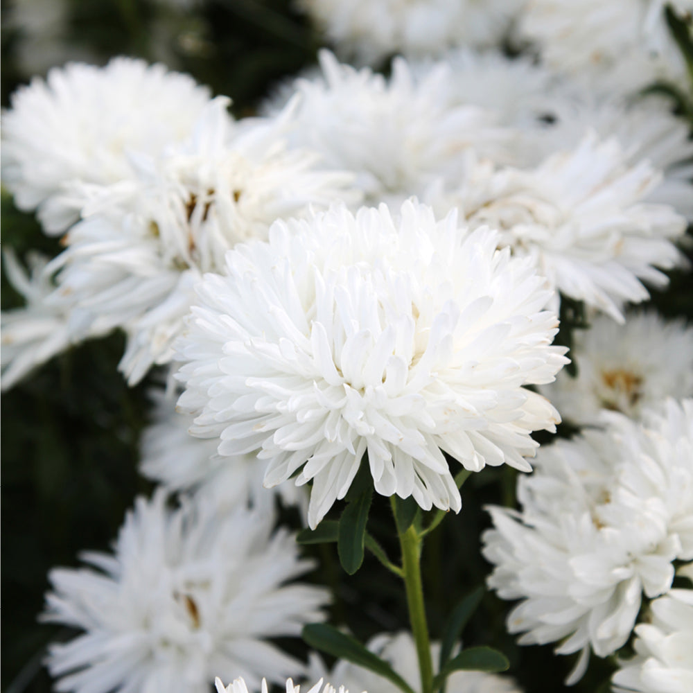 Bluehende Pflanze Sommeraster Callistephus chinensis `King Size White` aus der Gartenzauber-Saatgutserie