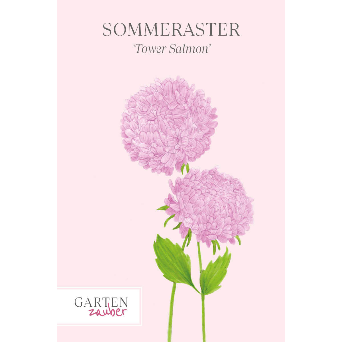 Vorderansicht Saatguttuete  Sommeraster - Callistephus chinensis `Tower Salmon` aus der Gartenzauber-Saatgutserie