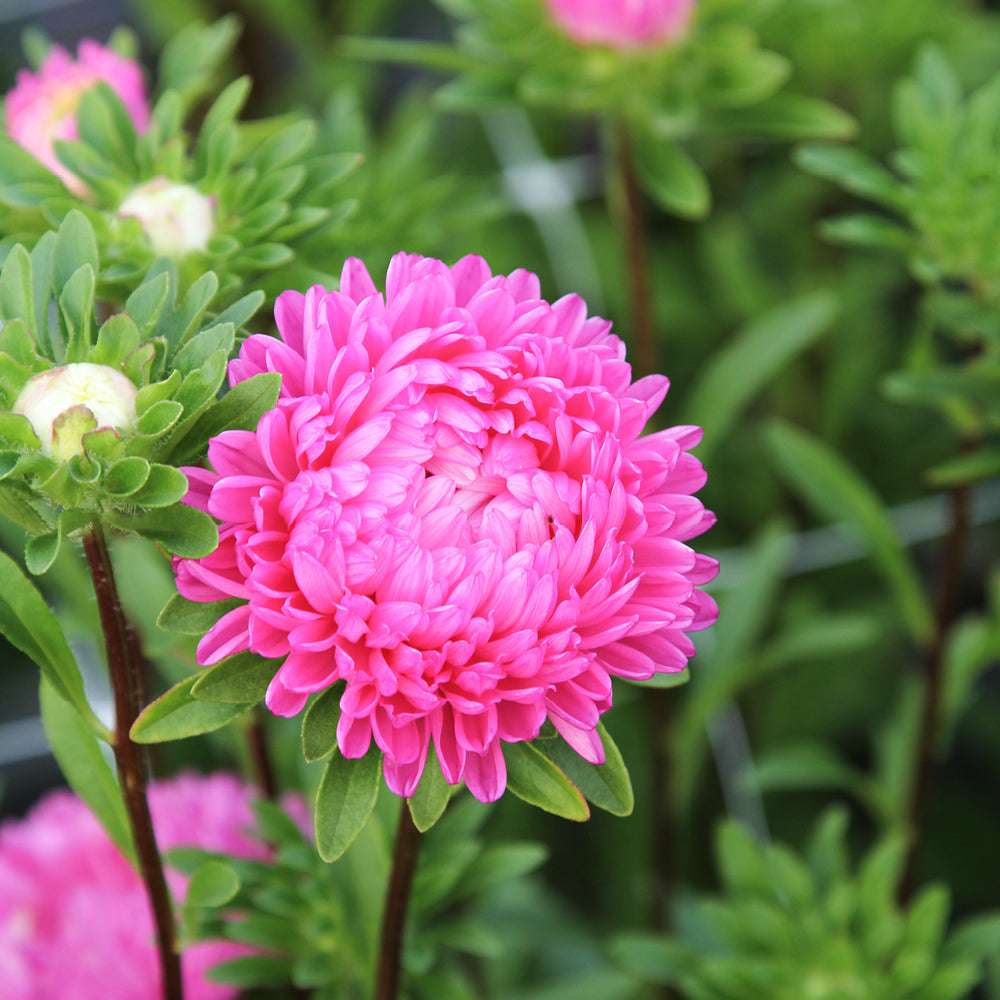 Bluehende Pflanze Sommeraster - Callistephus chinensis `Tower Salmon` aus der Gartenzauber-Saatgutserie