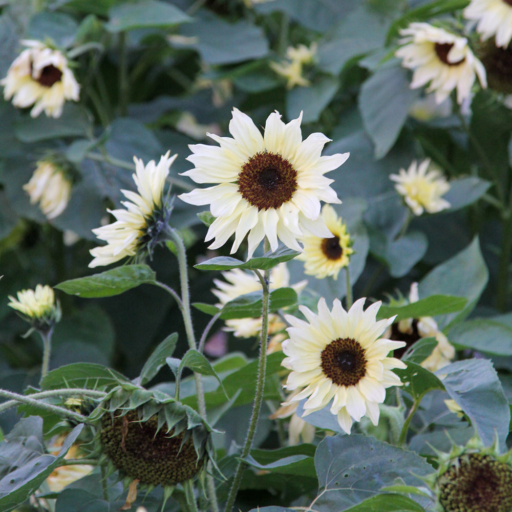 Bluehende Pflanze Sonnenblume - Helianthus annuus F1 `Buttercream` aus der Gartenzauber-Saatgutserie