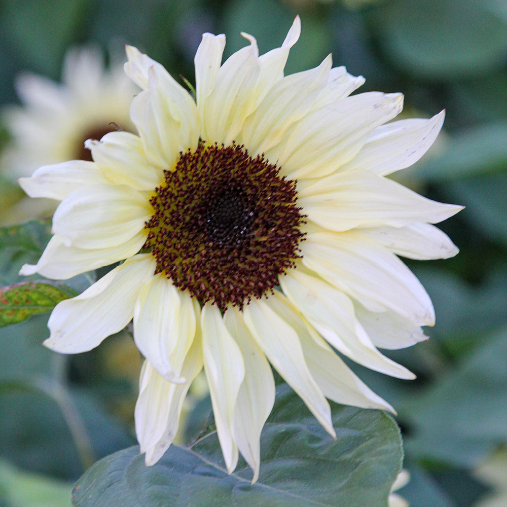 Bluehende Pflanze Sonnenblume - Helianthus annuus F1 `Buttercream` aus der Gartenzauber-Saatgutserie