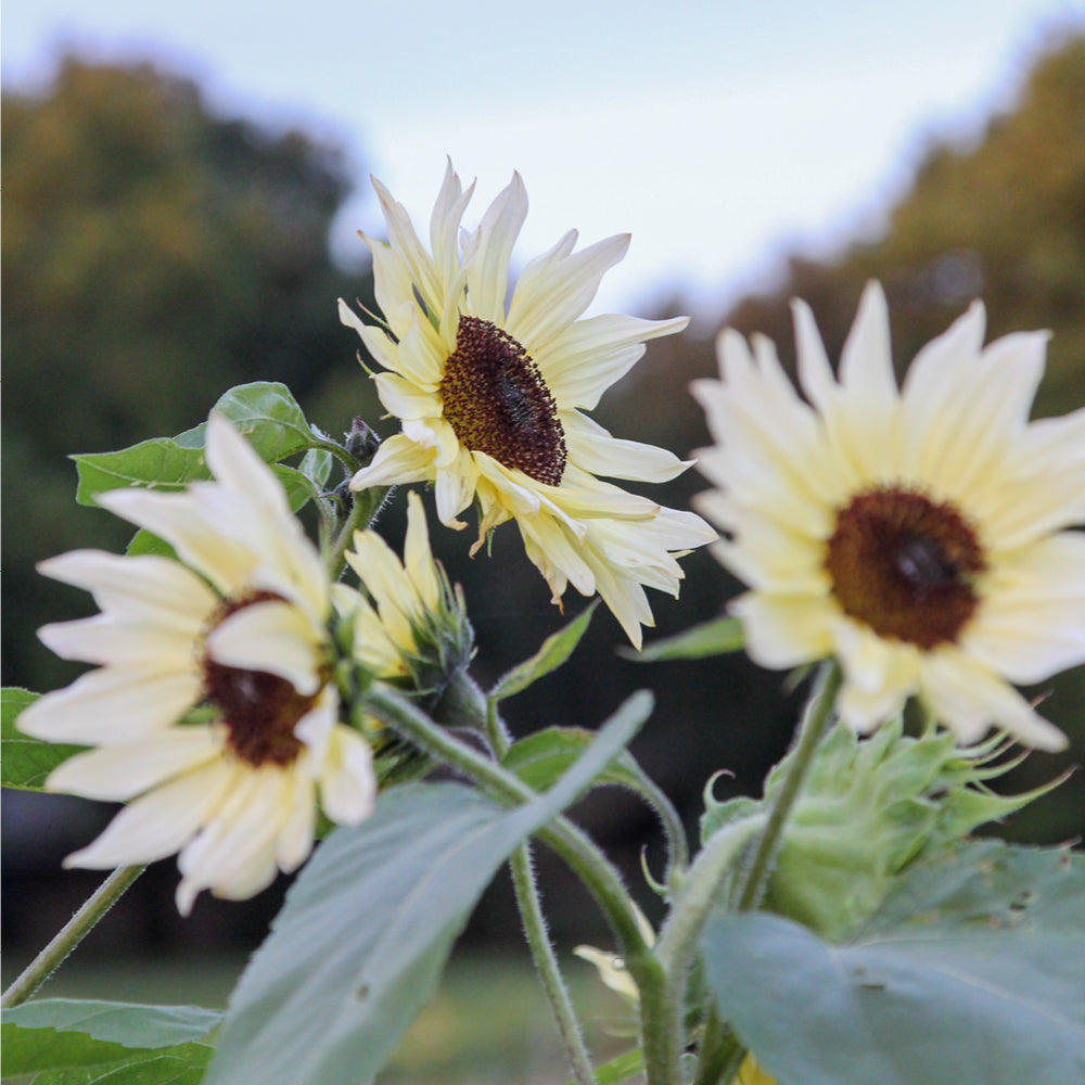 Bluehende Pflanze Sonnenblume - Helianthus annuus F1 `Buttercream` aus der Gartenzauber-Saatgutserie