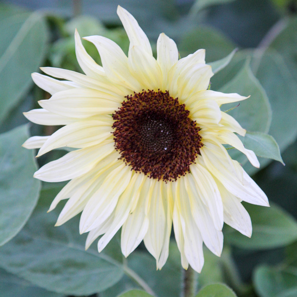 Bluehende Pflanze Sonnenblume - Helianthus annuus F1 `Buttercream` aus der Gartenzauber-Saatgutserie