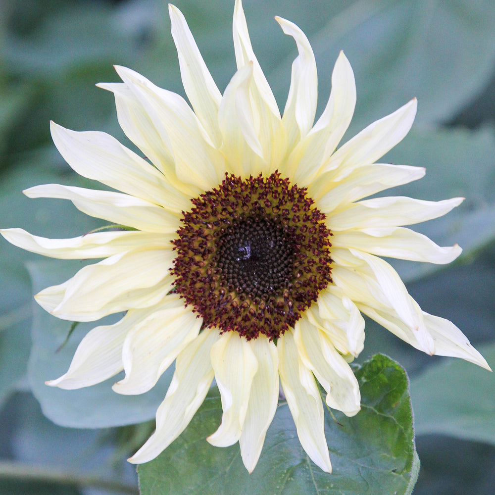 Bluehende Pflanze Sonnenblume - Helianthus annuus F1 `Buttercream` aus der Gartenzauber-Saatgutserie
