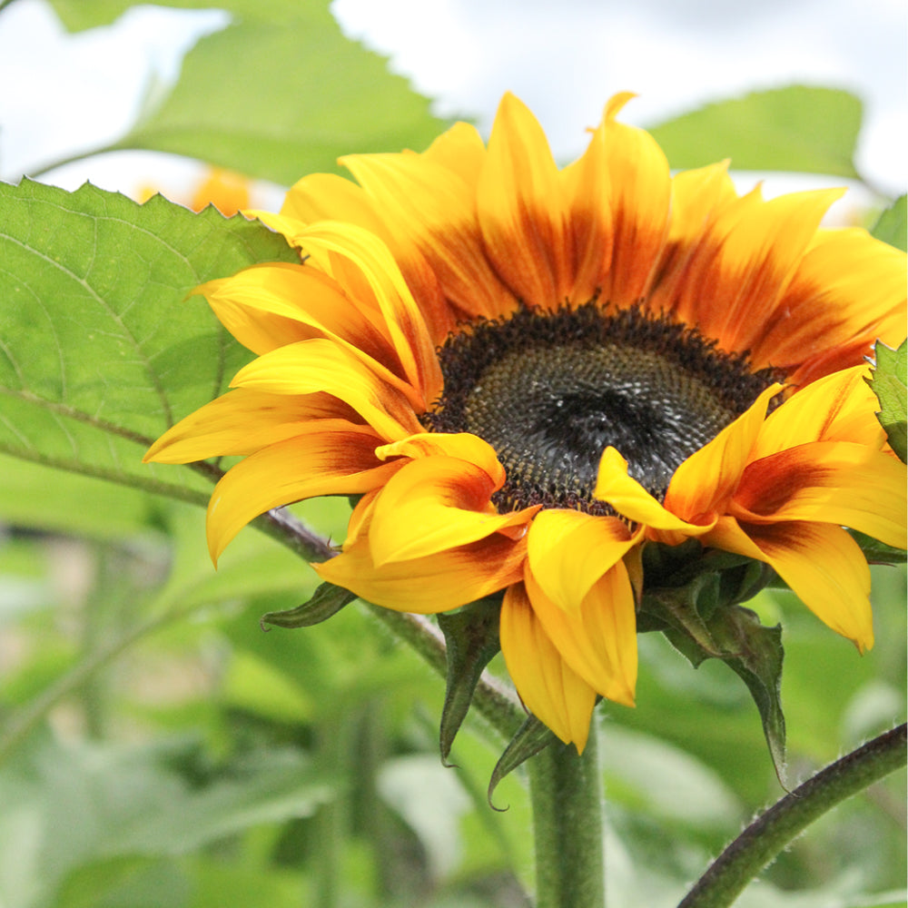 Bluehende Pflanze Sonnenblume - Helianthus annuus F1 `Pro Cut Bicolor` aus der Gartenzauber-Saatgutserie