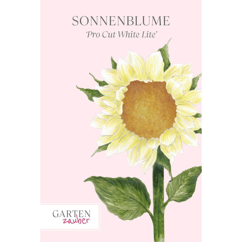 ansicht-bluehende-pflanze-sonnenblume-helianthus-annuus-`pro-cut-white-lite`-f1-aus-der-gartenzauber-saatgutserie
