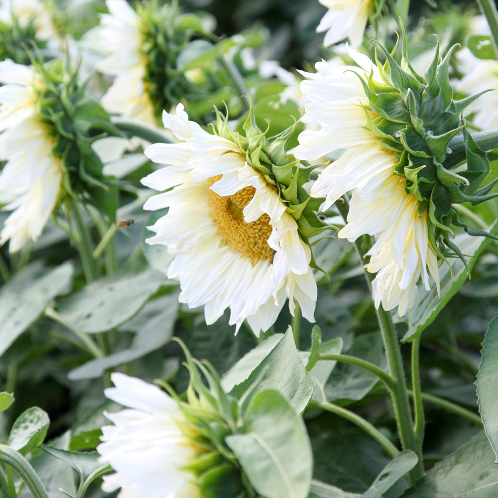 ansicht-bluehende-pflanze-sonnenblume-helianthus-annuus-`pro-cut-white-lite`-f1-aus-der-gartenzauber-saatgutserie