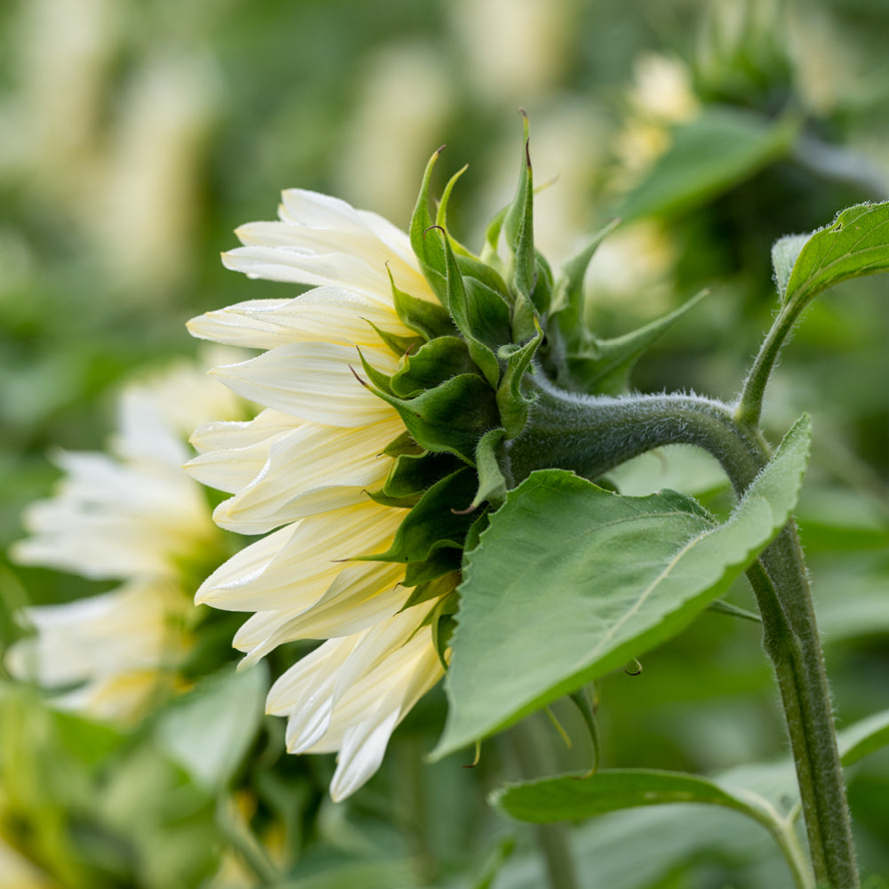 ansicht-bluehende-pflanze-sonnenblume-helianthus-annuus-`pro-cut-white-lite`-f1-aus-der-gartenzauber-saatgutserie