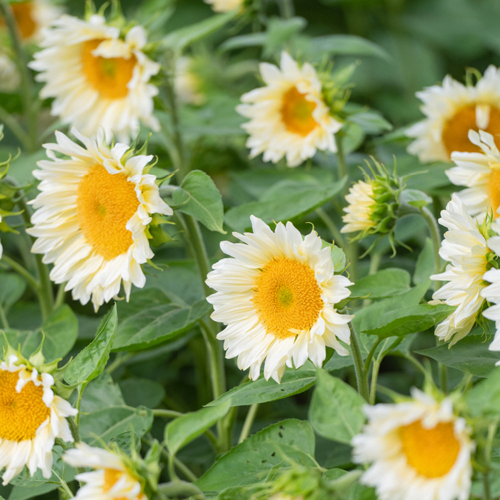 ansicht-bluehende-pflanze-sonnenblume-helianthus-annuus-`pro-cut-white-lite`-f1-aus-der-gartenzauber-saatgutserie