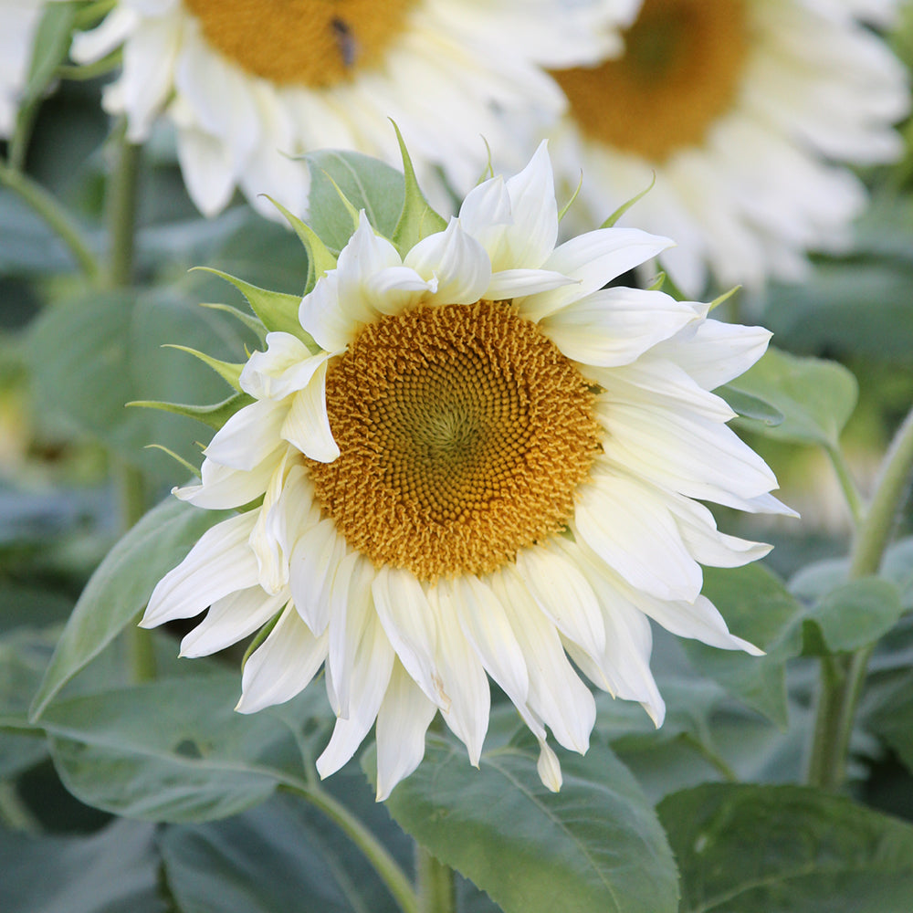ansicht-bluehende-pflanze-sonnenblume-helianthus-annuus-`pro-cut-white-lite`-f1-aus-der-gartenzauber-saatgutserie