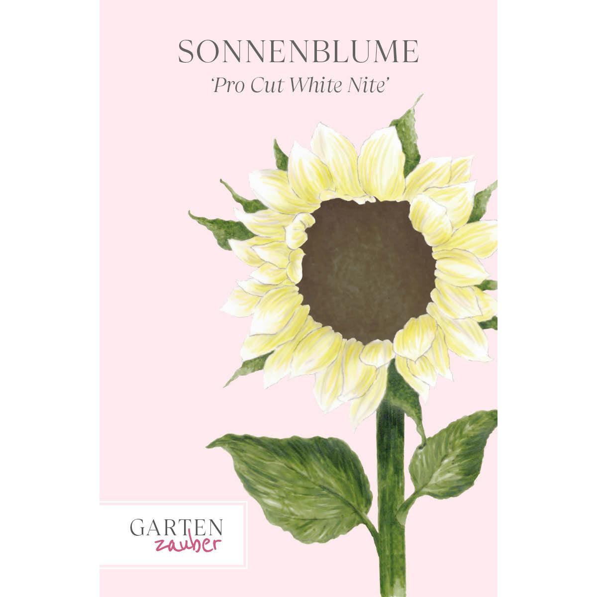ansicht-vorderseite-pflanze-sonnenblume-saatguttuete-helianthus-annuus-`pro-cut®-white-nite`-f1-aus-der-gartenzauber-saatgutserie