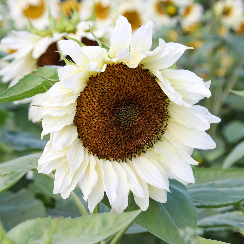 ansicht-bluehende-pflanze-sonnenblume-helianthus-annuus-`pro-cut®-white-nite`-f1-aus-der-gartenzauber-saatgutserie