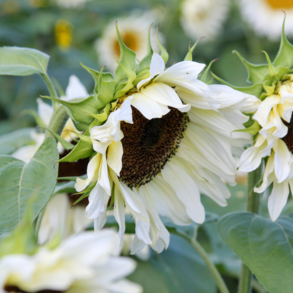 ansicht-bluehende-pflanze-sonnenblume-helianthus-annuus-`pro-cut®-white-nite`-f1-aus-der-gartenzauber-saatgutserie