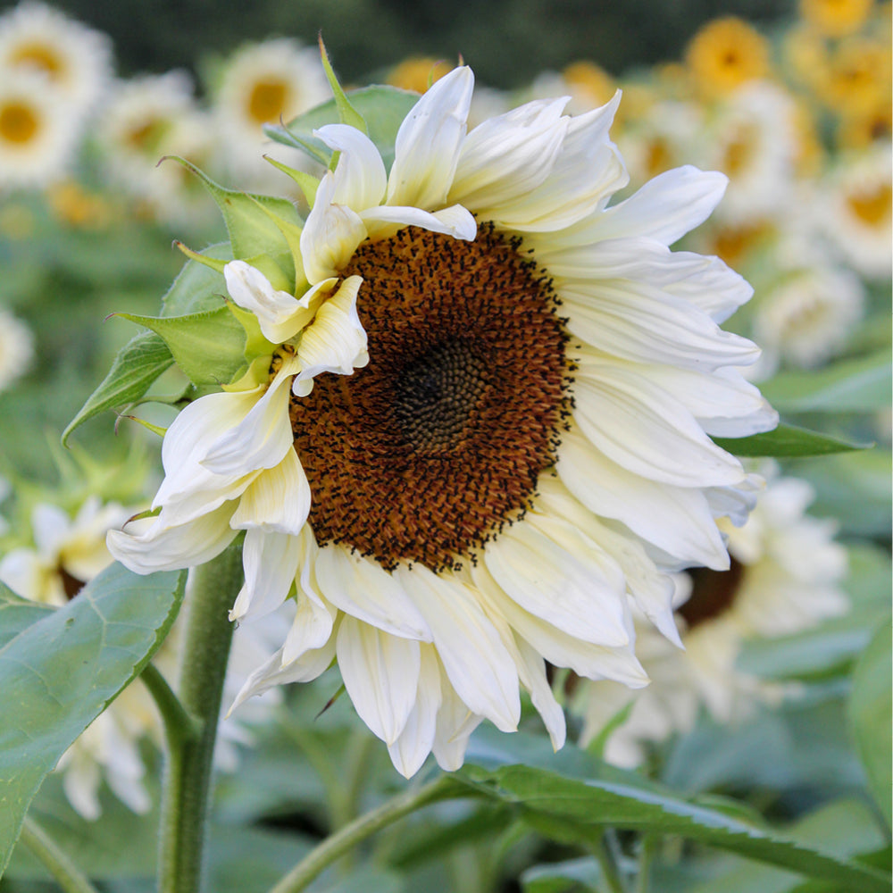 ansicht-bluehende-pflanze-sonnenblume-helianthus-annuus-`pro-cut®-white-nite`-f1-aus-der-gartenzauber-saatgutserie