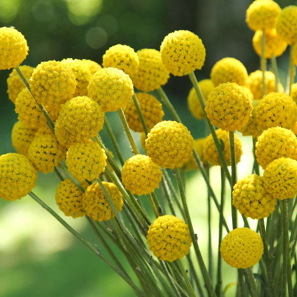 Bluehende Pflanze Trommelstoeckchen - Craspedia globosa aus der Gartenzauber-Saatgutserie