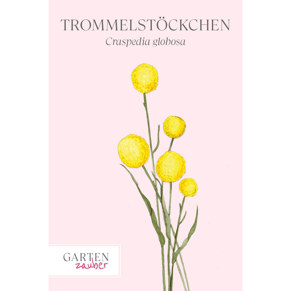 Vorderansicht Saatguttuete  Trommelstoeckchen - Craspedia globosa aus der Gartenzauber-Saatgutserie