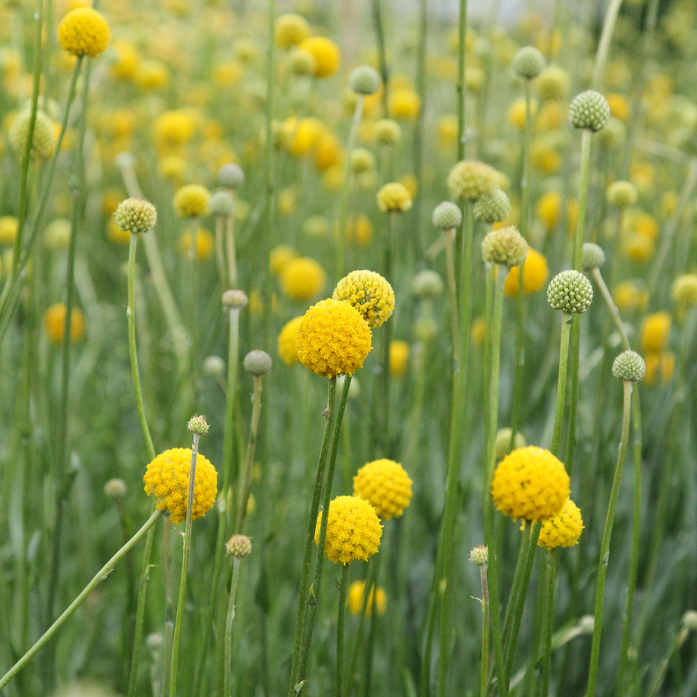 Bluehende Pflanze Trommelstoeckchen - Craspedia globosa aus der Gartenzauber-Saatgutserie