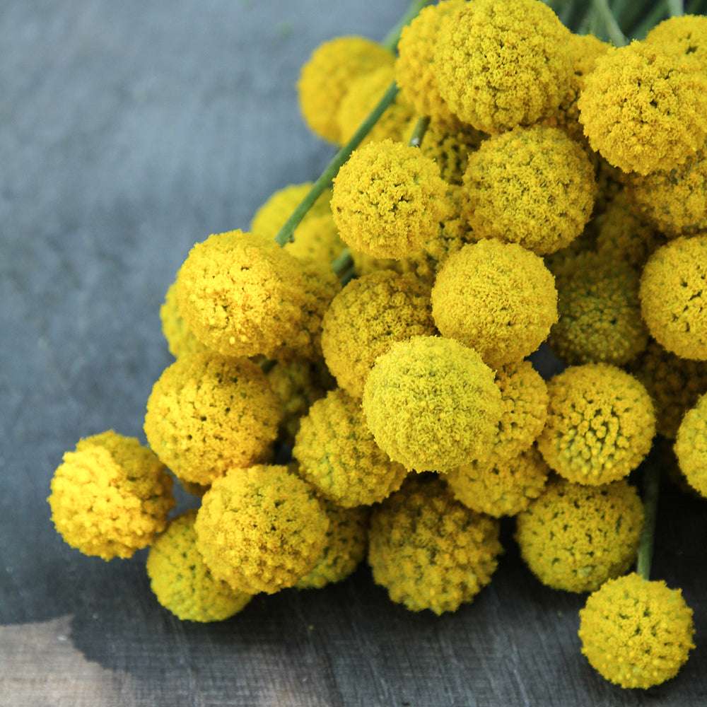 Bluehende Pflanze Trommelstoeckchen - Craspedia globosa aus der Gartenzauber-Saatgutserie