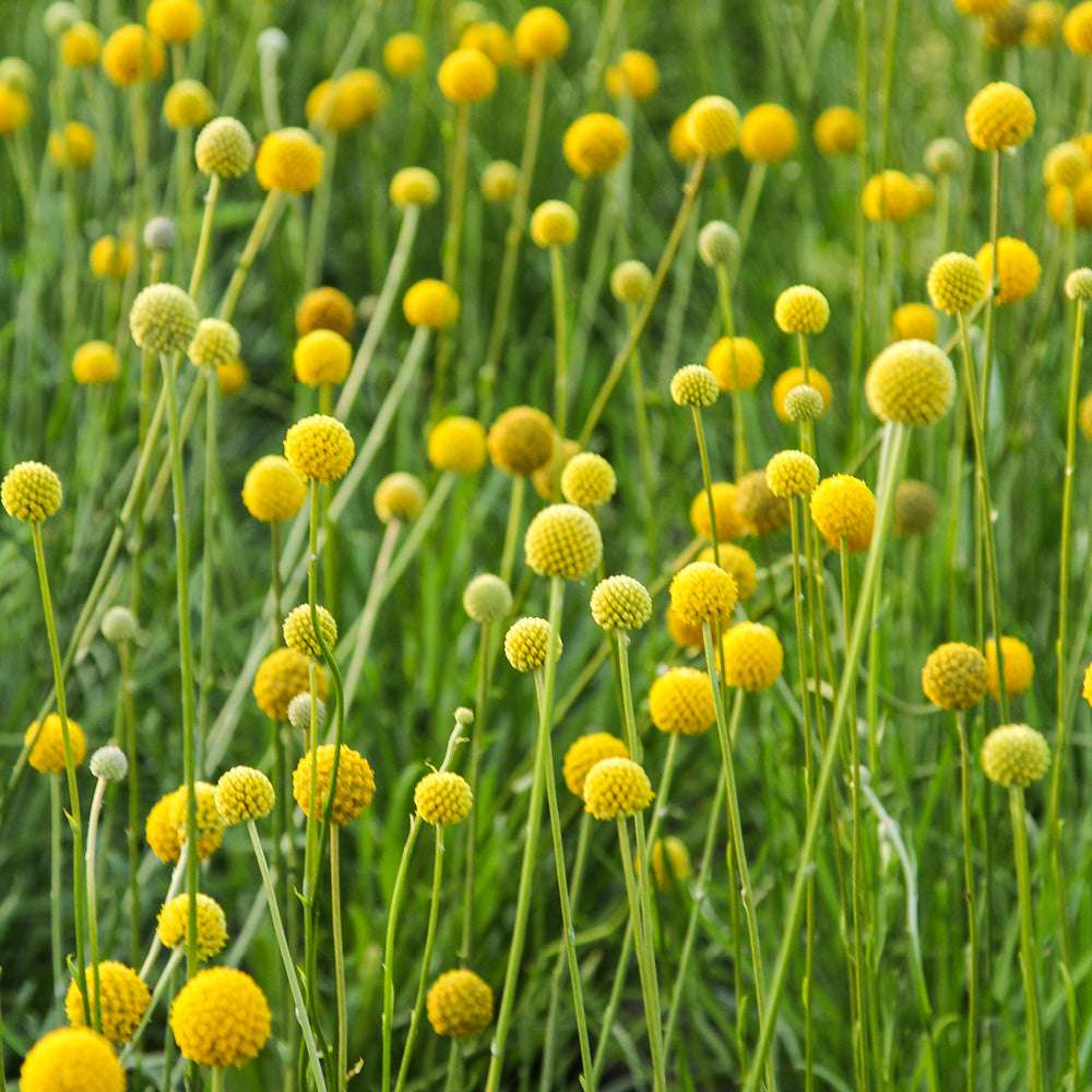 Bluehende Pflanze Trommelstoeckchen - Craspedia globosa aus der Gartenzauber-Saatgutserie