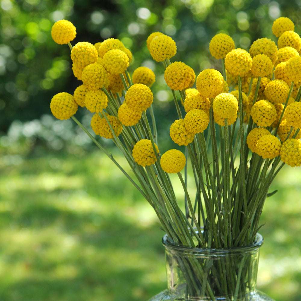 Bluehende Pflanze Trommelstoeckchen - Craspedia globosa aus der Gartenzauber-Saatgutserie als Strauß in einer Vase