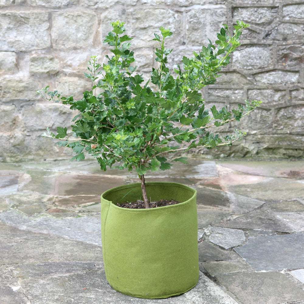 Pflanztasche Vigoroot - Robuster, grüner Pflanzenbehälter mit 10 Litern, begrünt, auf Steinboden vor einer Mauer stehend.