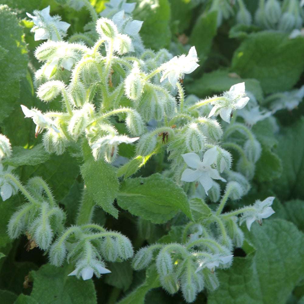Bluehende Pflanze Borretsch - Borago officinalis ‘Bianca‘ aus der Gartenzauber-Saatgutserie.