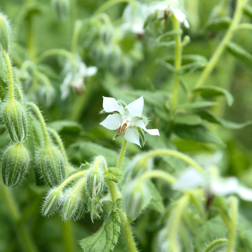 Bluehende Pflanze Borretsch - Borago officinalis ‘Bianca‘ aus der Gartenzauber-Saatgutserie.