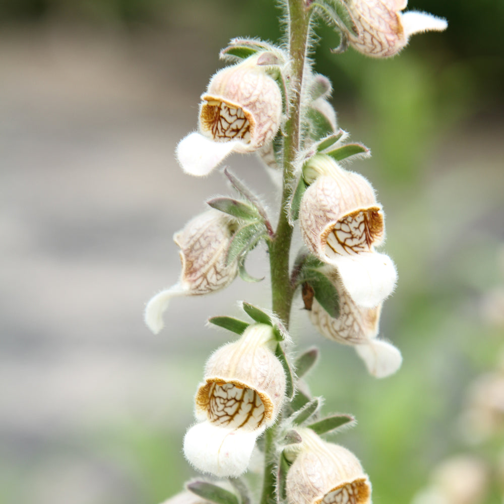 Bluehende Pflanze Wolliger Fingerhut - Digitalis lanata 'Café Crème` aus der Gartenzauber-Saatgutserie