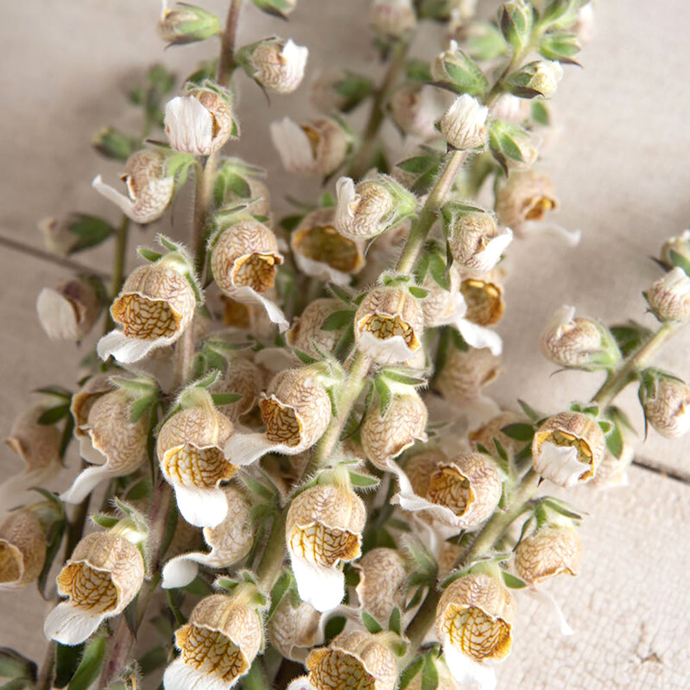 Bluehende Pflanze Wolliger Fingerhut - Digitalis lanata 'Café Crème` aus der Gartenzauber-Saatgutserie